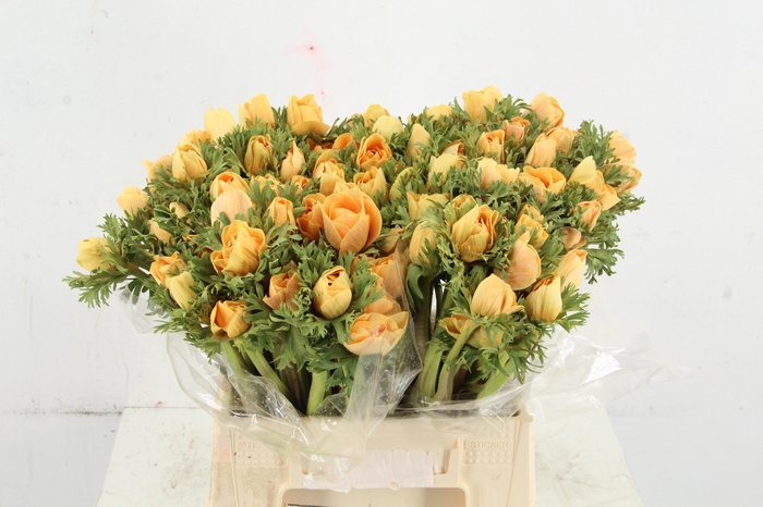 <h4>ANEMONE MISTRAL TALC APRICOT</h4>