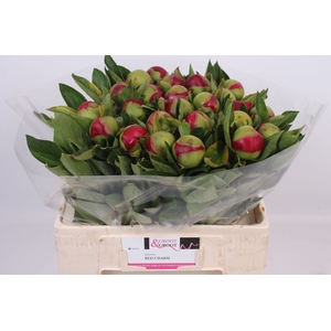 Paeonia Red Charm | XXL