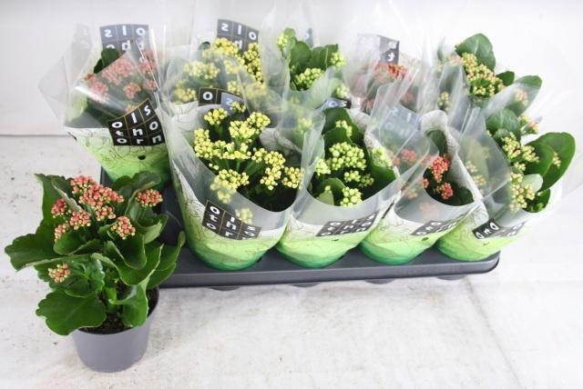 <h4>KAL GE GEM 4 KL</h4>