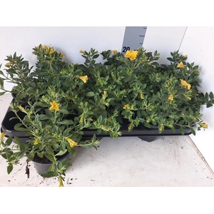 CALIB MINIF D YEL EV