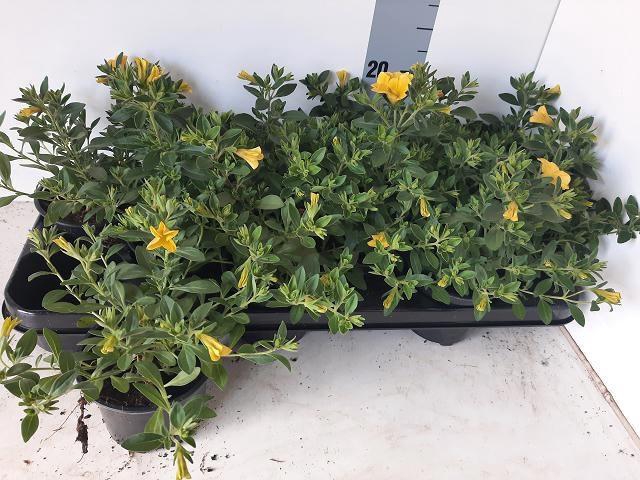 <h4>CALIB MINIF D YEL EV</h4>