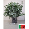 EUC CINEREA PER STEEL -PT-