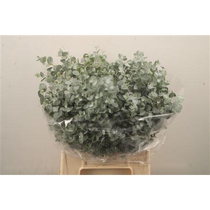 Euc Gunnii Per Bunch 150 Gram