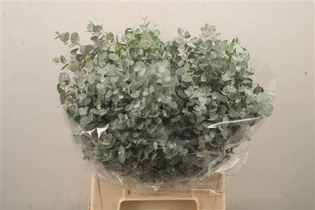 <h4>Euc Gunnii Per Bunch 150 Gram</h4>