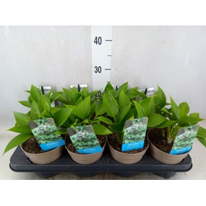 Hosta   ...