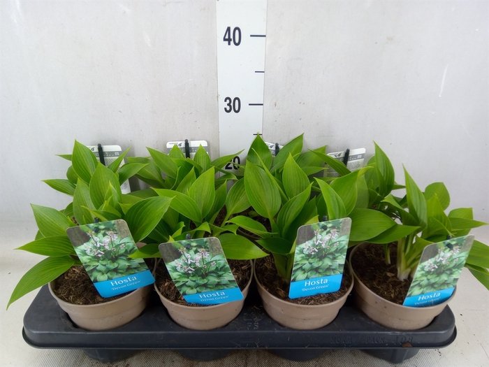 <h4>Hosta   ...</h4>