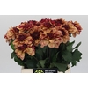 Dahlia Creme de Cognac
