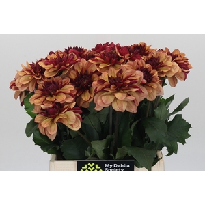 Dahlia Creme de Cognac