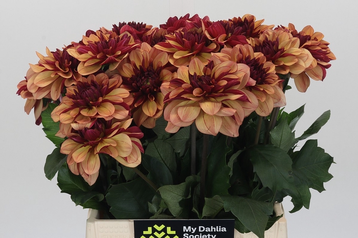 Dahlia Creme de Cognac