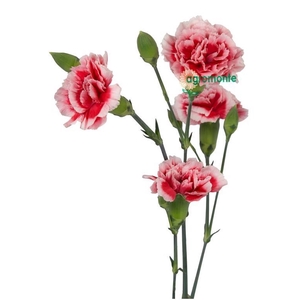 Di Tr Scarlette Plus