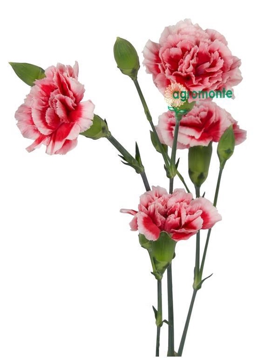 <h4>Di Tr Scarlette Plus</h4>