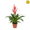 Tillandsia 'Ziva' rose