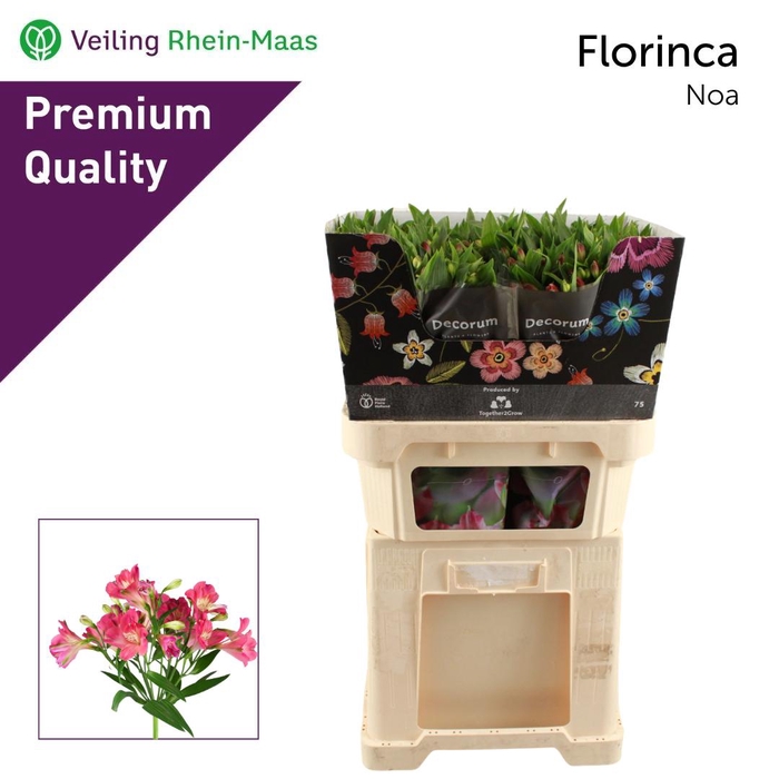 <h4>ALST FL NOA RM</h4>