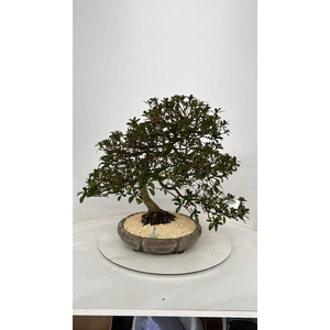 Rhododendron indicum, pot 37 cm. Height 60 cm. (single item)