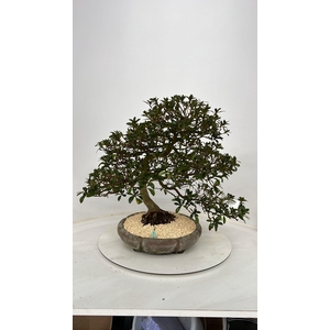 Rhododendron indicum, pot 37 cm. Height 60 cm. (single item)