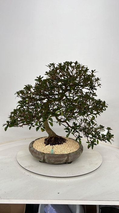 <h4>Rhododendron indicum, pot 37 cm. Height 60 cm. (single item)</h4>