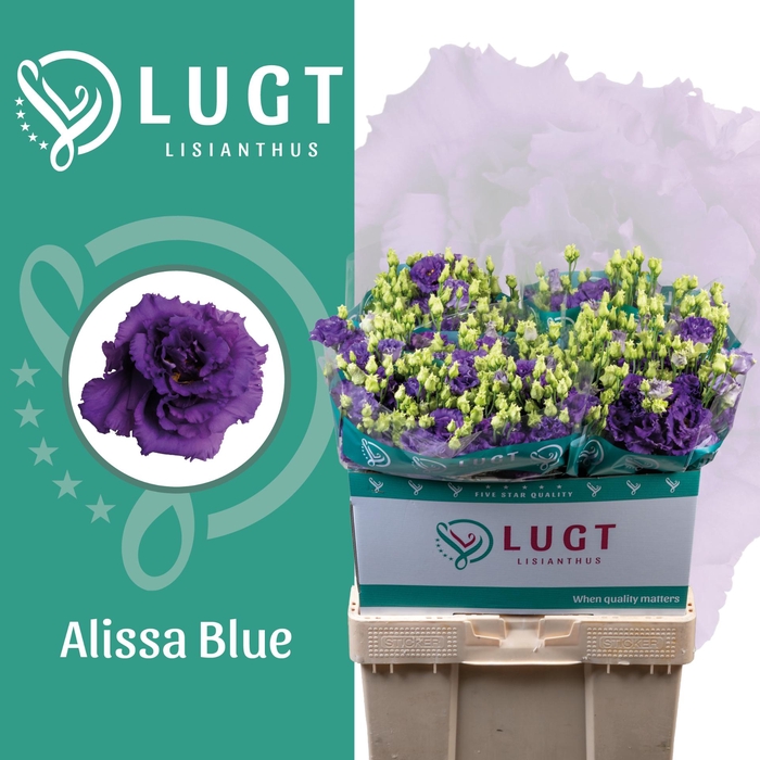 <h4>Lisianthus Alissa Blue</h4>