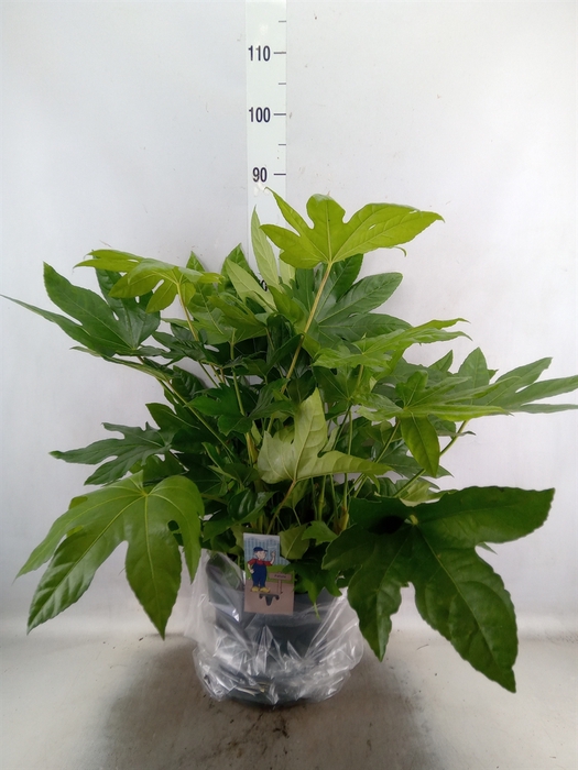 <h4>Fatsia japonica   ...</h4>