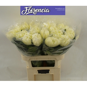 CHR G VIENNA WHITE