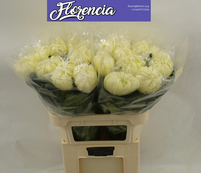 <h4>CHR G VIENNA WHITE</h4>