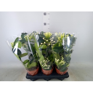 Stephanotis floribunda   ...