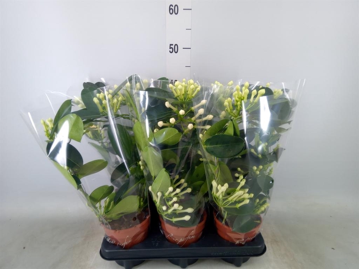 <h4>Stephanotis floribunda   ...</h4>