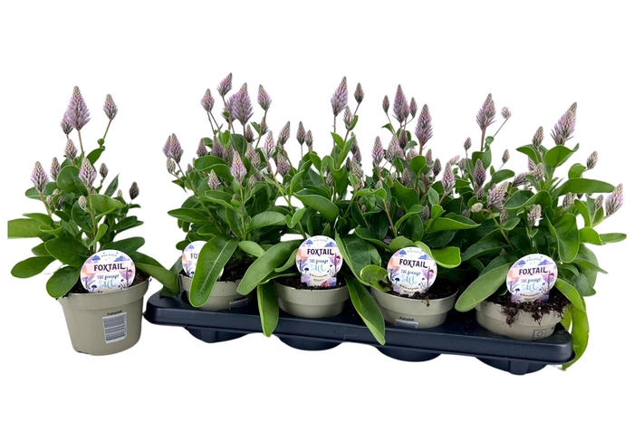 <h4>Ptilotus exaltatus 'Joey'</h4>