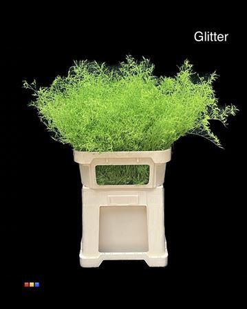 <h4>Limonium Green + Glitter Bio</h4>