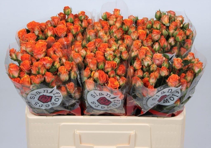 <h4>R TR SMASHING</h4>