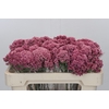 Ozothamnus Booming Pink