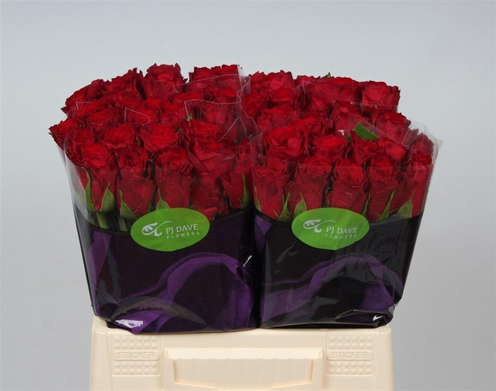 <h4>R Gr Madam Red</h4>