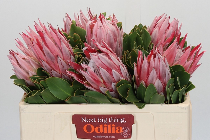 Protea Cynaroides