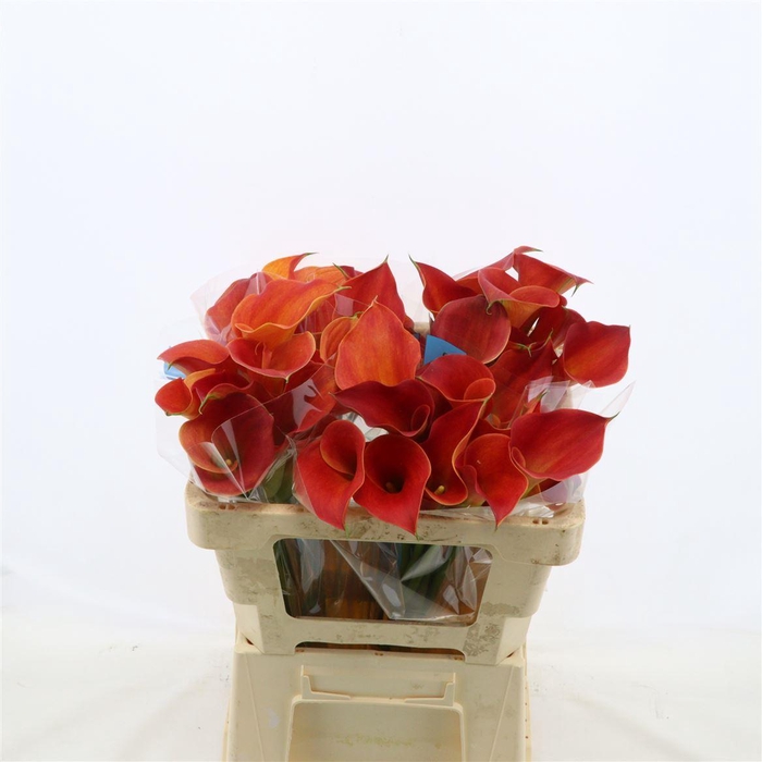 <h4>Calla Sunset Passion</h4>