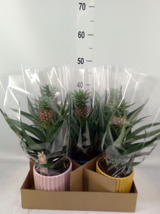 <h4>Ananas  'Mi Amigo'</h4>