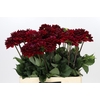 Dahlia Red Runner