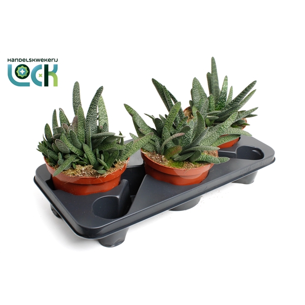 <h4>Gasteria minor</h4>