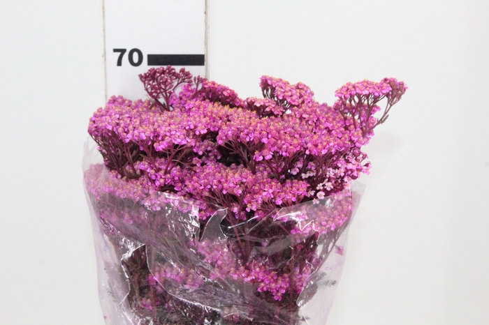 <h4>ACHILLEA MILLEFOLIUM PINK TINTURADA 060 CM</h4>