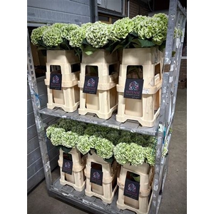 Hydr Cl M Roya Princes