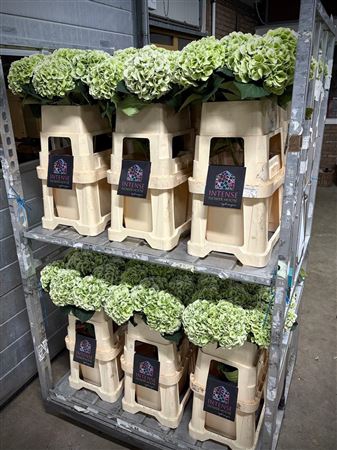 <h4>Hydr Cl M Roya Princes</h4>