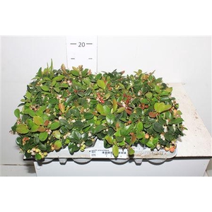 Gaulth Procumbens