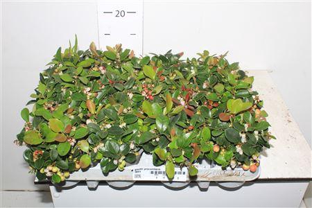 <h4>Gaulth Procumbens</h4>