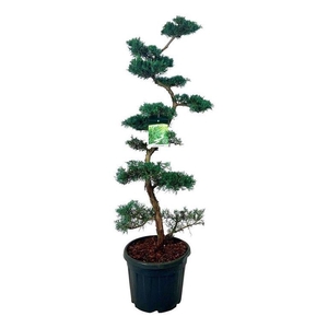 Juniperus virg. 'Grey Owl'