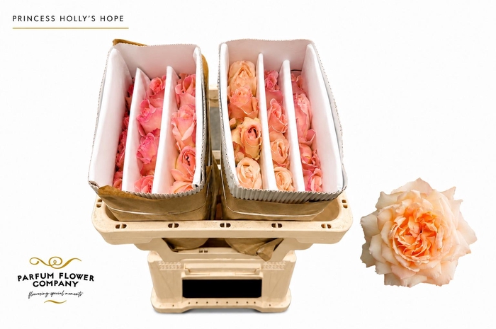 <h4>Rosa Princess Holly's Hope</h4>