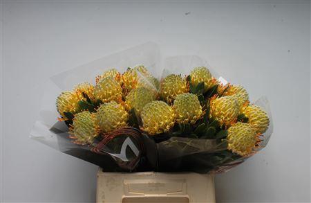 <h4>Leuco Cuneiforme</h4>