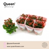Kalanchoe gevuld Rose Flowers Noelle rood Noelle, beperkt leverbaar