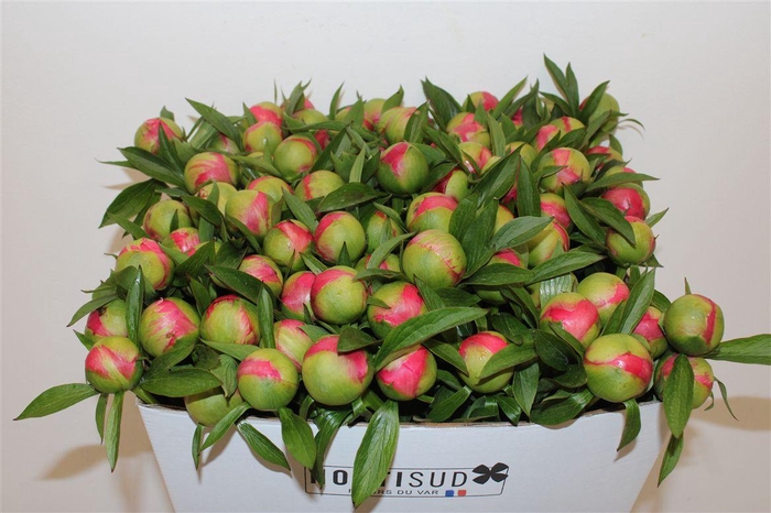 <h4>Paeo L Coral Charm</h4>