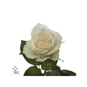 Rosa Athena