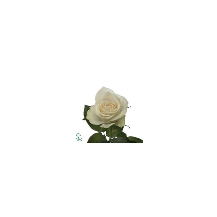<h4>Rosa Athena</h4>