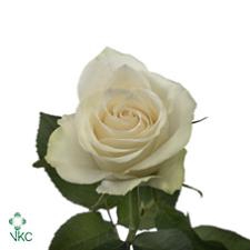 Rosa Jumilia