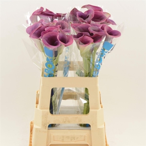 Calla Promise